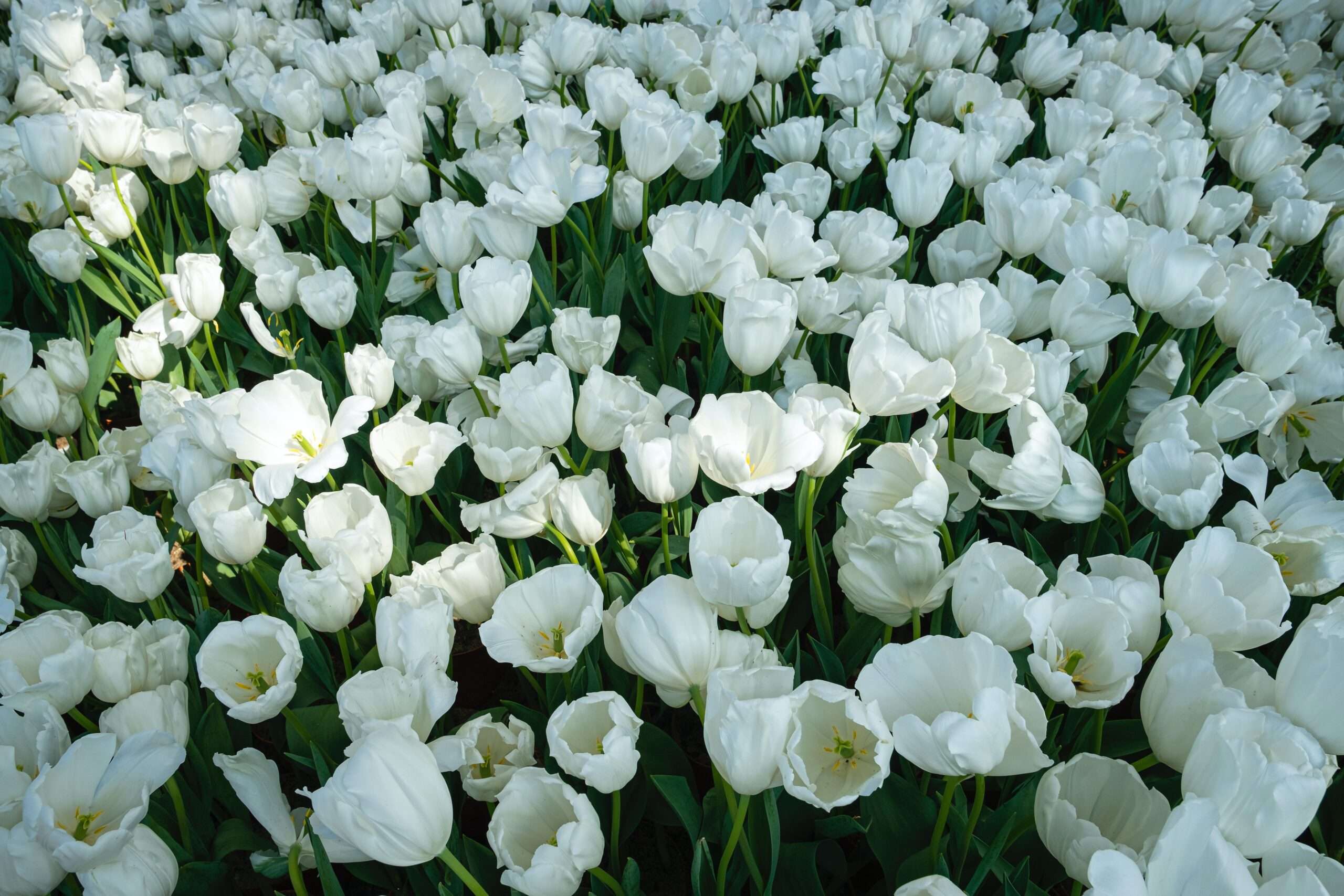 TULIP GARDEN